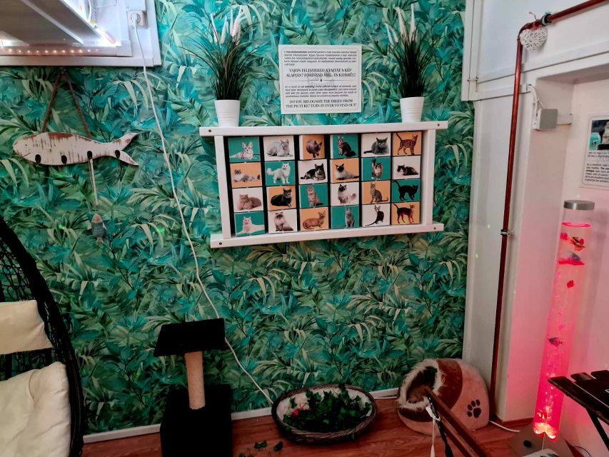 Budapest: Cat Museum Budapest Entry Ticket - Films, a Quiz, and a Small Reward