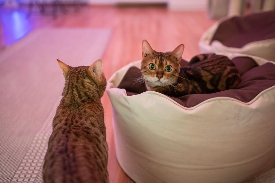 Budapest: Cat Museum Budapest Entry Ticket - Is $14 Good Value?