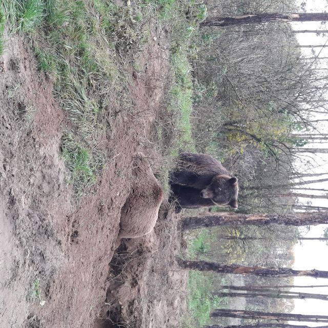 Budapest: Transport & Guided Tour of Bear and Wolf Sanctuary - Who should book this half-day trip?