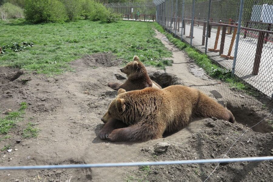 Budapest: Transport & Guided Tour of Bear and Wolf Sanctuary - The two-hour walk around the animals