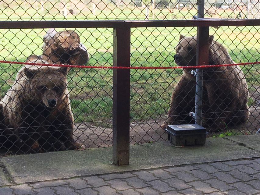Budapest: Transport & Guided Tour of Bear and Wolf Sanctuary - Feeding the bears, safely
