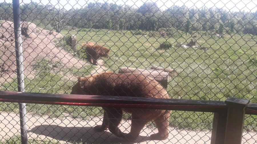 Budapest: Transport & Guided Tour of Bear and Wolf Sanctuary - Wolves, lions, and the wider sanctuary