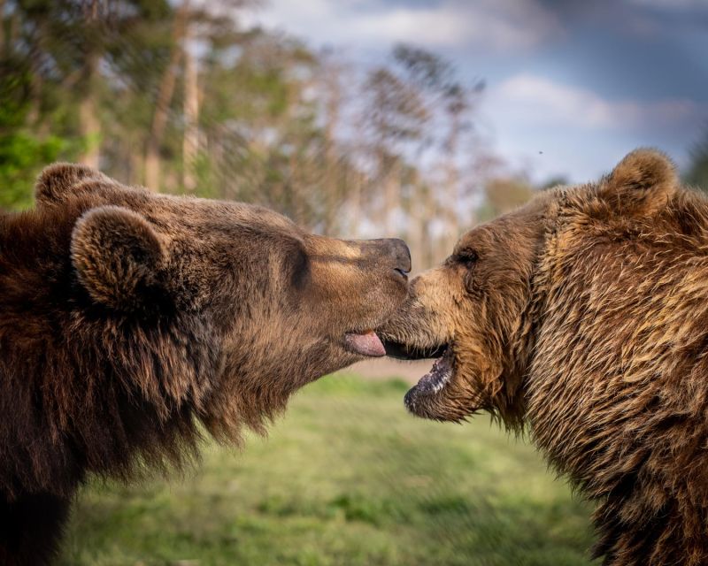 Budapest: Transport & Guided Tour of Bear and Wolf Sanctuary - Why the small group improves the experience