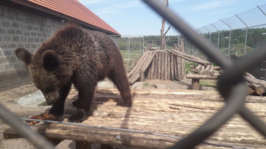 Budapest: Transport & Guided Tour of Bear and Wolf Sanctuary - What the sanctuary is really like