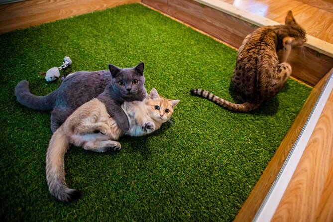 Cat Museum Budapest Entry Ticket - Key points to know before booking