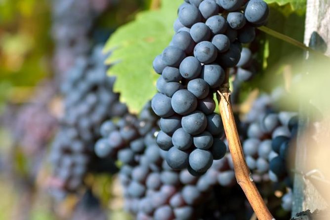 Countryside Half-day Gastro-Wine Tour from Budapest Meal & pickup - The guides make a real difference