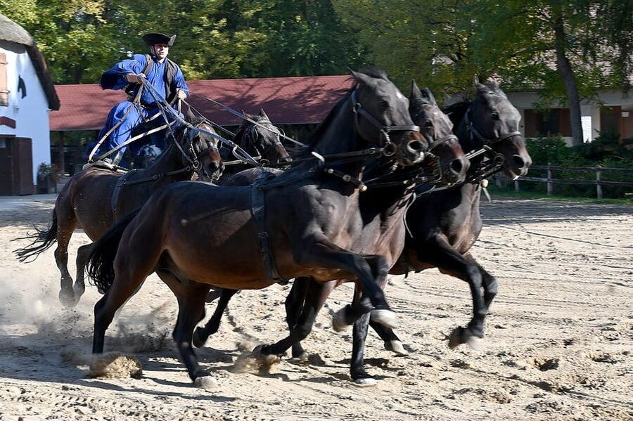 Countryside ranch, horse show & lunch - Why the Hungarian puszta is worth your afternoon