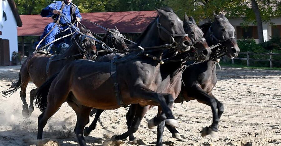 Countryside ranch, horse show & lunch - Leaving Batthyány Square for the countryside