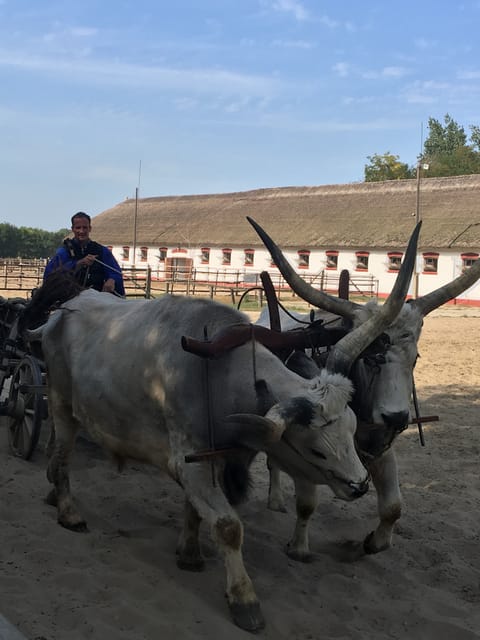Countryside ranch, horse show & lunch - Grey cattle, Racka sheep, and the ranch tour