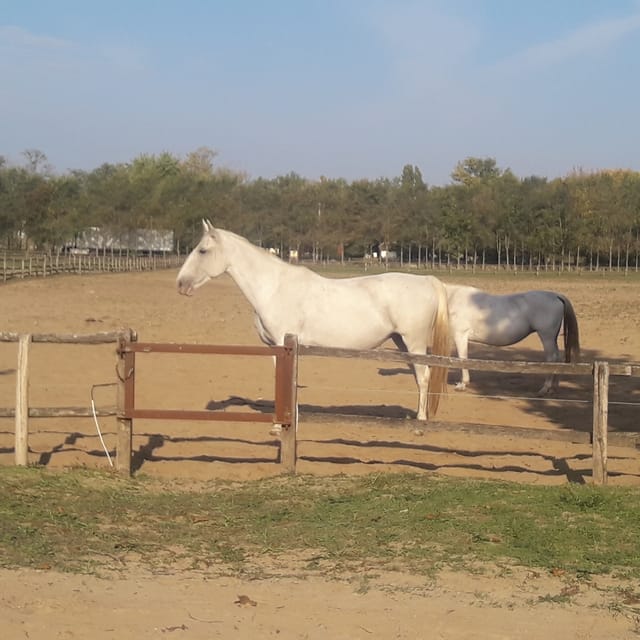 Countryside ranch, horse show & lunch - Why the small group matters