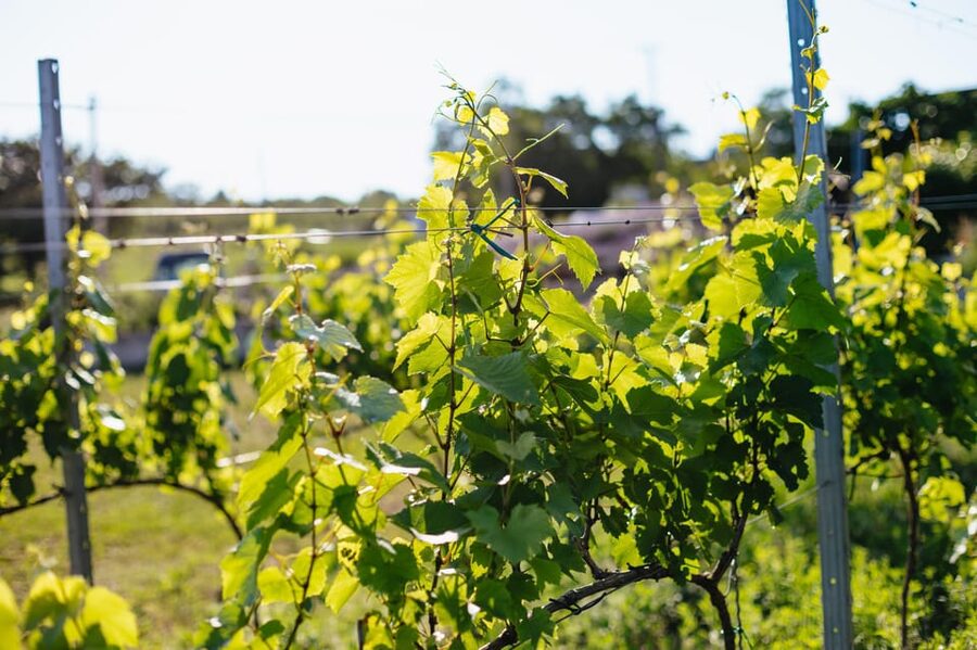 From Budapest: Etyek Wine Tasting Tour with 3-Course Meal - A Few Practical Tips Before You Go