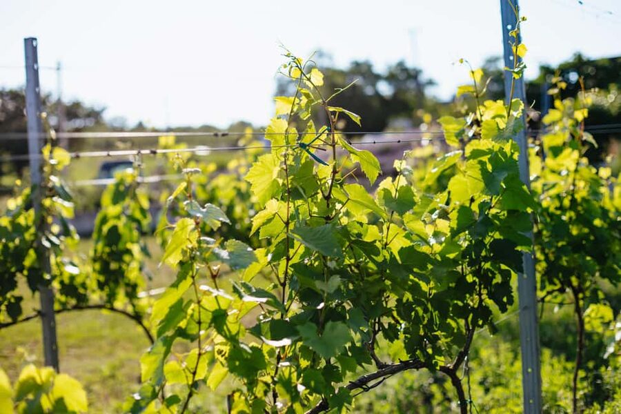 From Budapest: Etyek Wine Tasting Tour with 3-Course Meal - What You Learn About Hungarian Wine