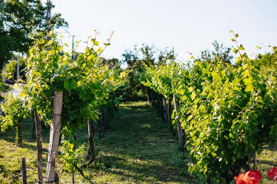 From Budapest: Etyek Wine Tasting Tour with 3-Course Meal - Is $102 a Fair Price?