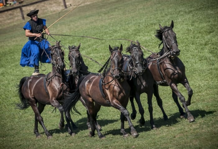 From Budapest: Puszta Horse Show and Countryside Visit - Key points to know before you go