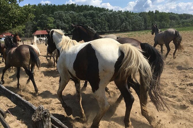 Horseshow on the Hungarian Puszta, private tour from Budapest with entry! - Who will enjoy this private day most