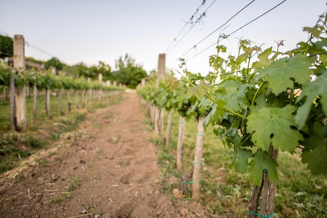 Lake Balaton Full Day Private Wine Tour - Winery visits on the North Shore