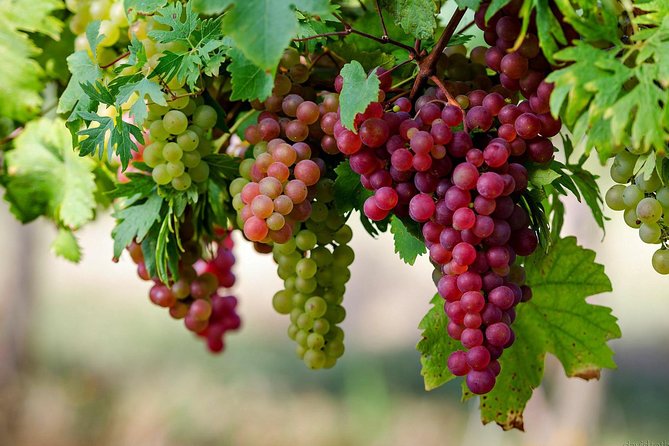 Private Lake Balaton Experience with an unforgettable Wine Tasting - Csopak Wineries and the Seven to Nine Wine Tasting