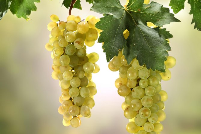 Private Lake Balaton Experience with an unforgettable Wine Tasting - Who Will Enjoy This Lake Balaton Day?
