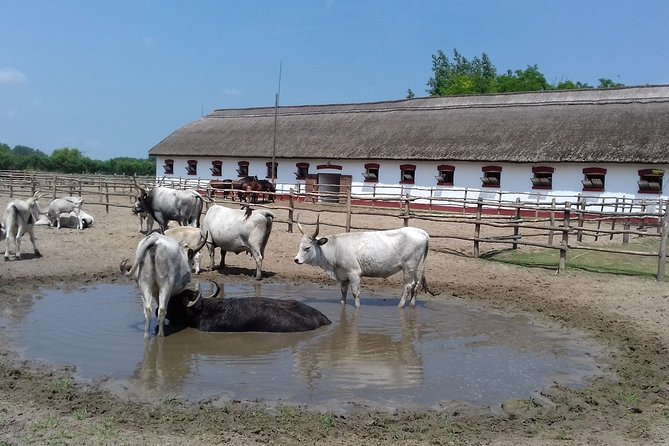 The "Puszta" Horse Show - Who will enjoy this day most